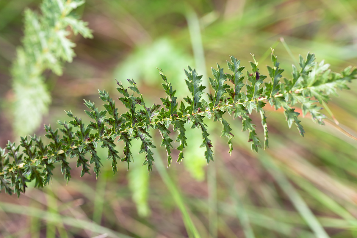 Image of Filipendula vulgaris specimen.