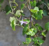 Cymbalaria muralis. Побег с цветком. Великобритания, Англия, парк \"Landscape Garden\", на каменной стене. 21.01.2019.