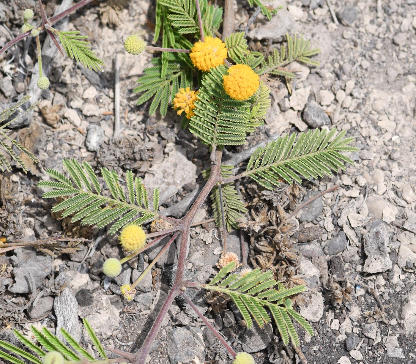 Image of Vachellia aroma var. huarango specimen.