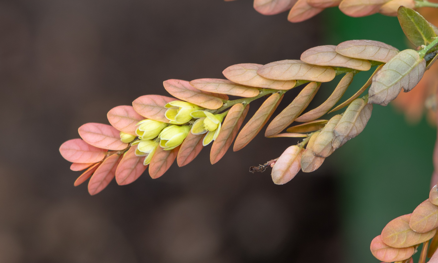 Изображение особи Phyllanthus niruri.