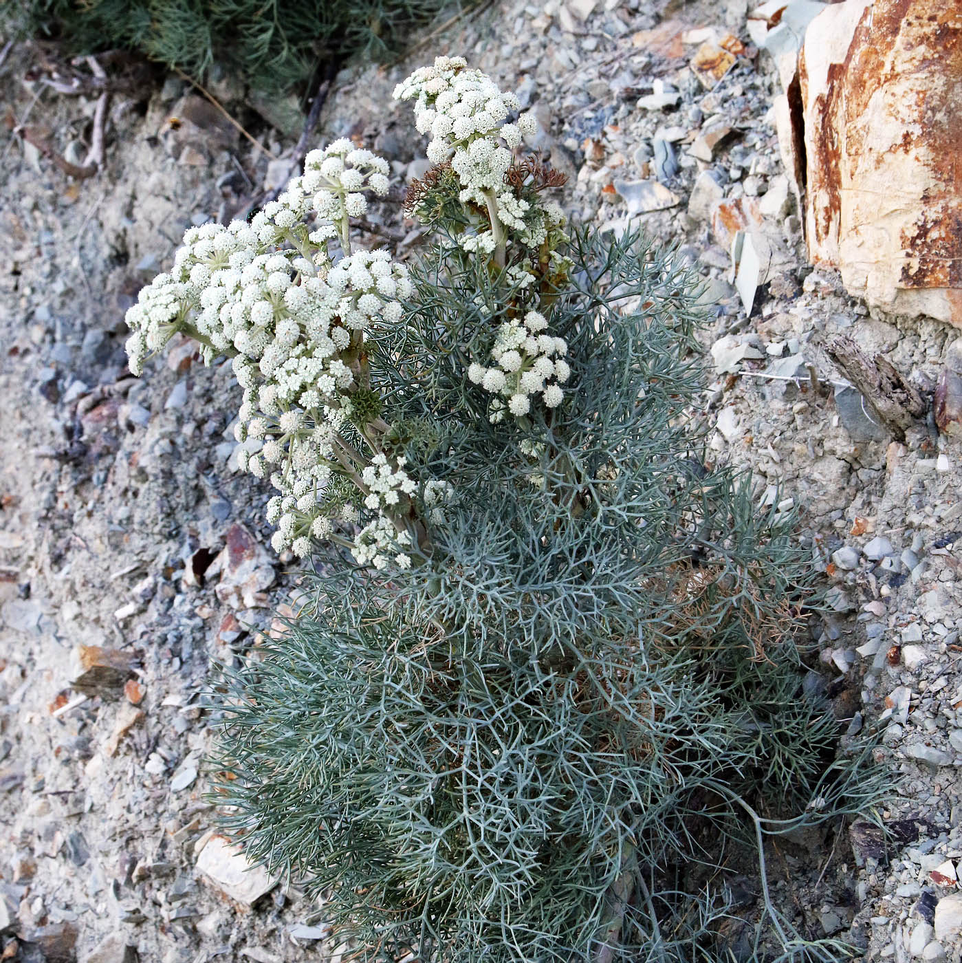 Image of Seseli ponticum specimen.