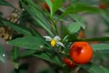 Solanum pseudocapsicum. Верхушка веточки с цветком и плодом. Краснодарский край, МО город-курорт Сочи, Адлерский р-н, м-н Адлер, окр. устья р. Мзымта. 9 октября 2019 г.