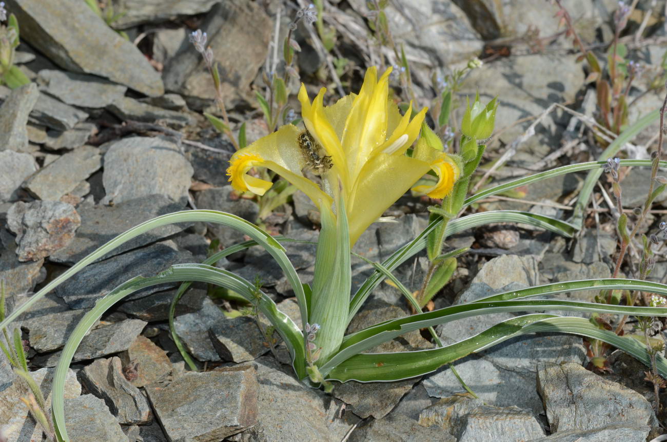 Изображение особи Juno orchioides.