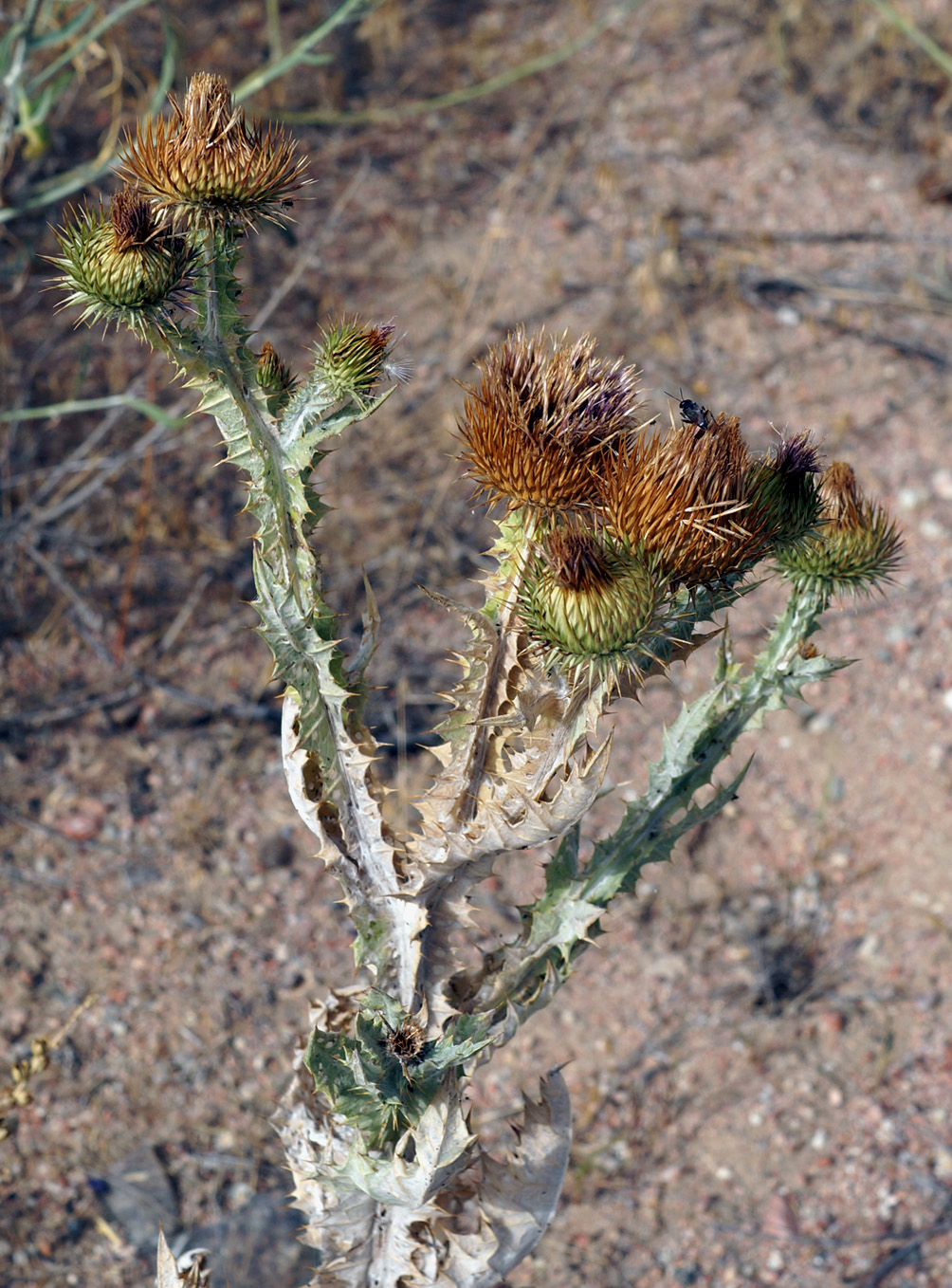 Image of Onopordum acanthium specimen.