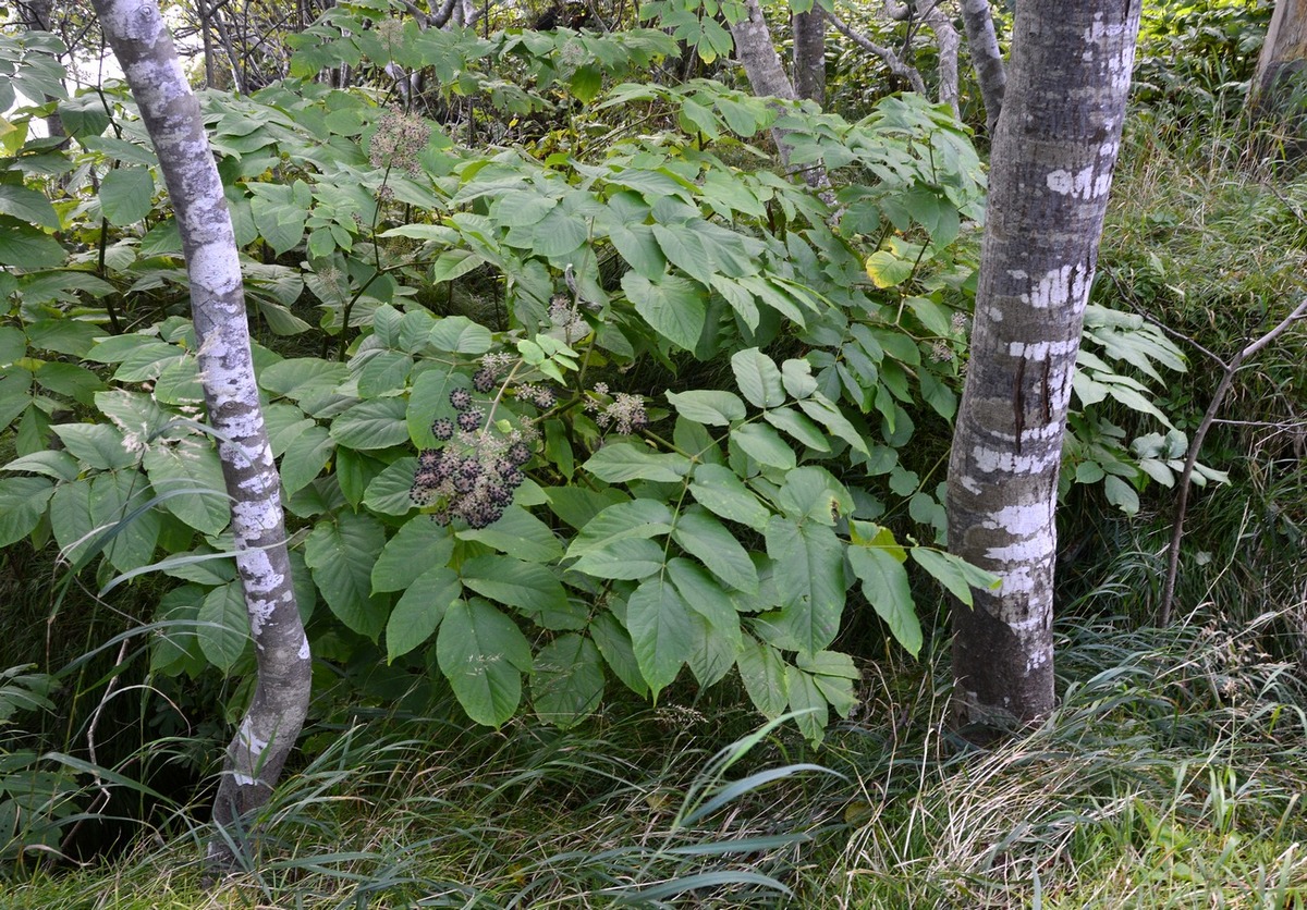 Image of Aralia cordata specimen.