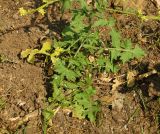 Sisymbrium officinale