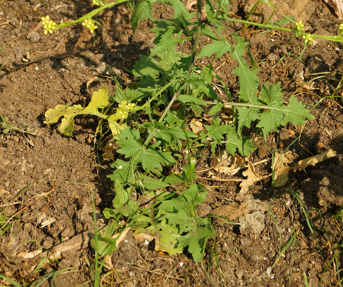 Image of Sisymbrium officinale specimen.