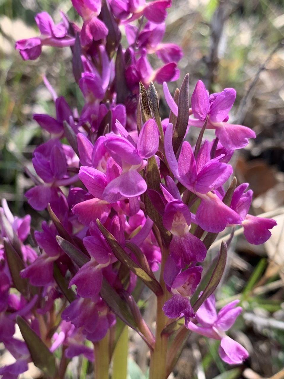 Изображение особи Dactylorhiza romana.