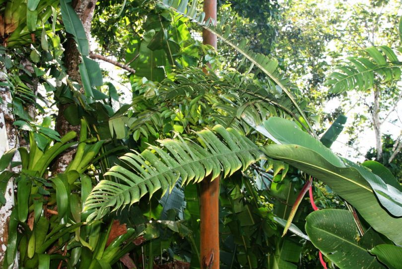 Image of Heliconia chartacea specimen.