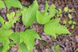 Viburnum sargentii