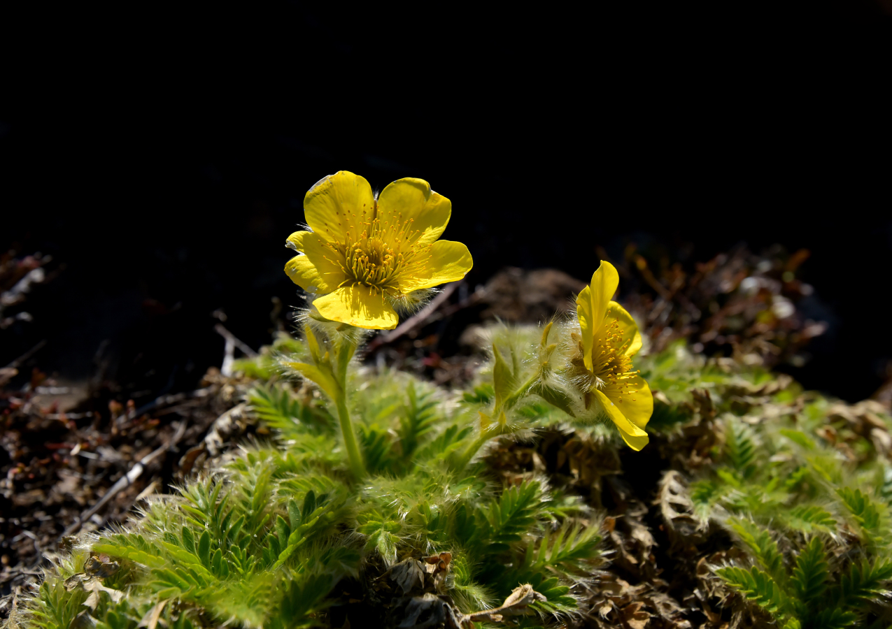 Изображение особи Novosieversia glacialis.