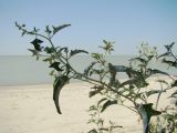 Atriplex aucheri. Растение на ракушечном пляже. Краснодарский край, Ейский р-н, берег Ясенского залива. 24.08.2010.