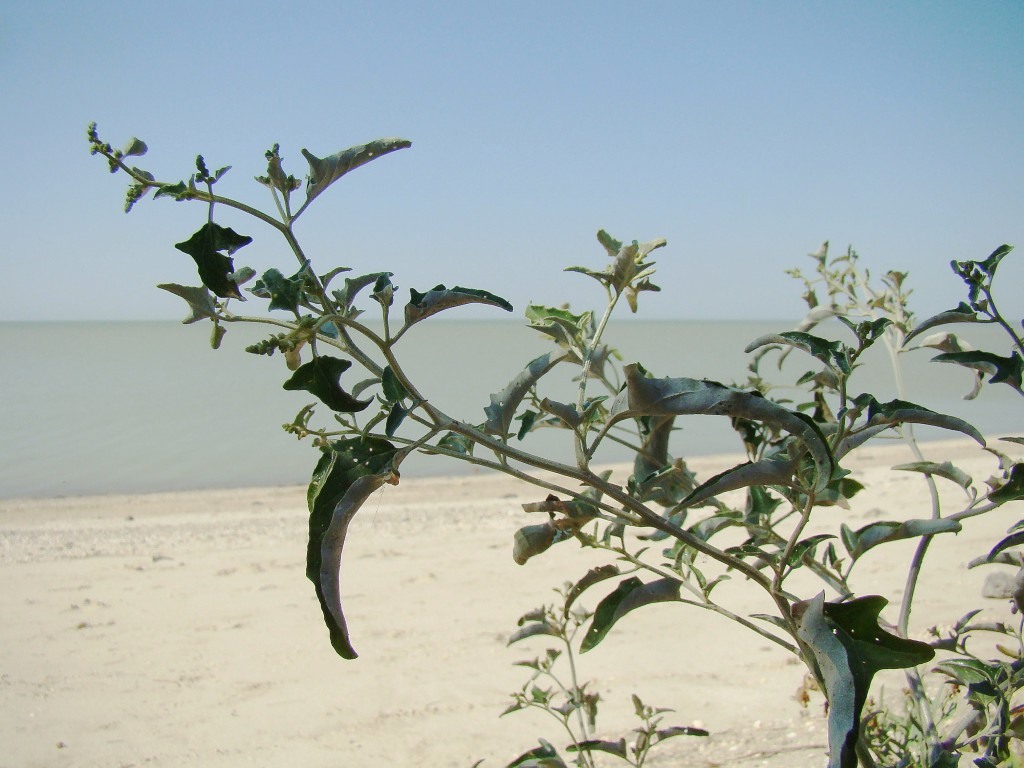 Image of Atriplex aucheri specimen.