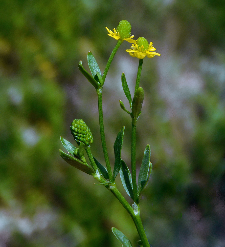 Image of Ranunculus sceleratus specimen.