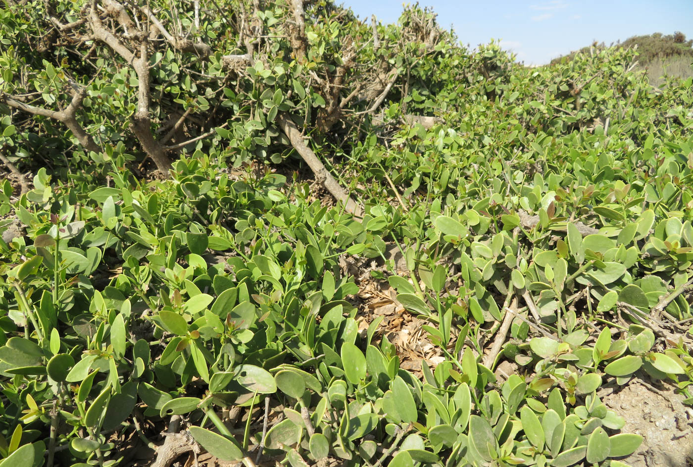 Image of Salvadora persica specimen.