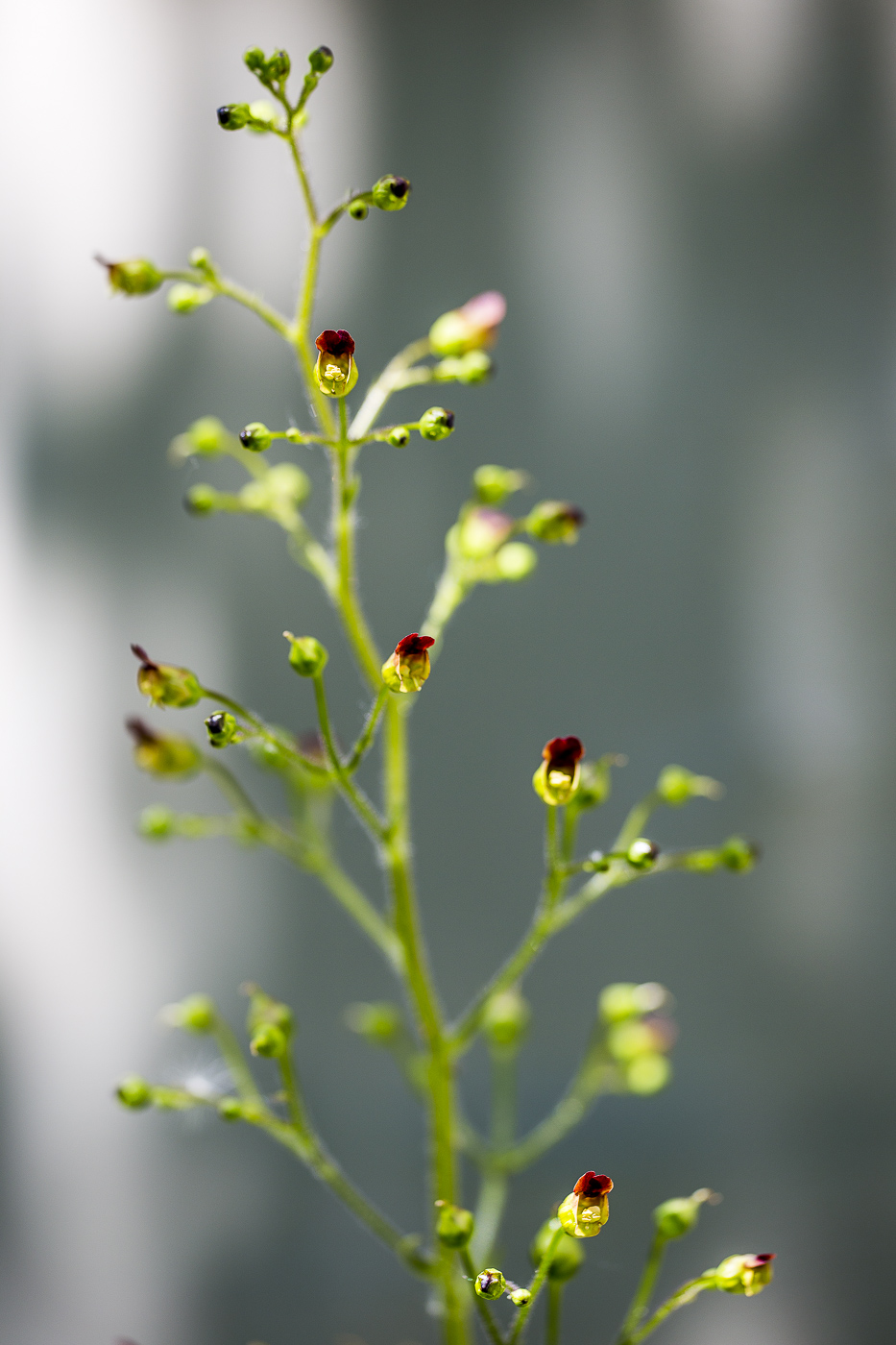 Изображение особи Scrophularia nodosa.