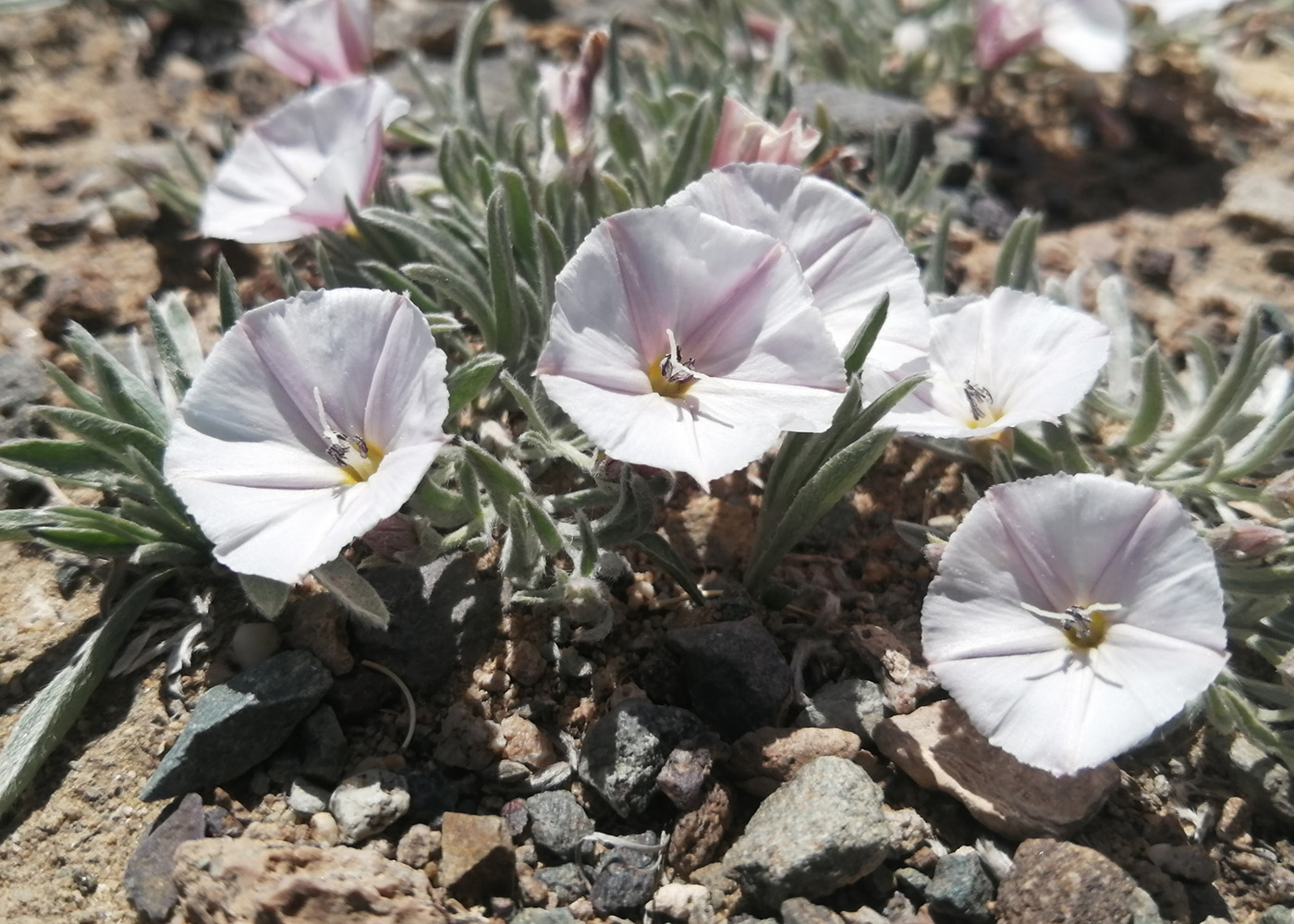 Изображение особи Convolvulus ammannii.