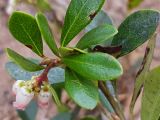 Arctostaphylos uva-ursi