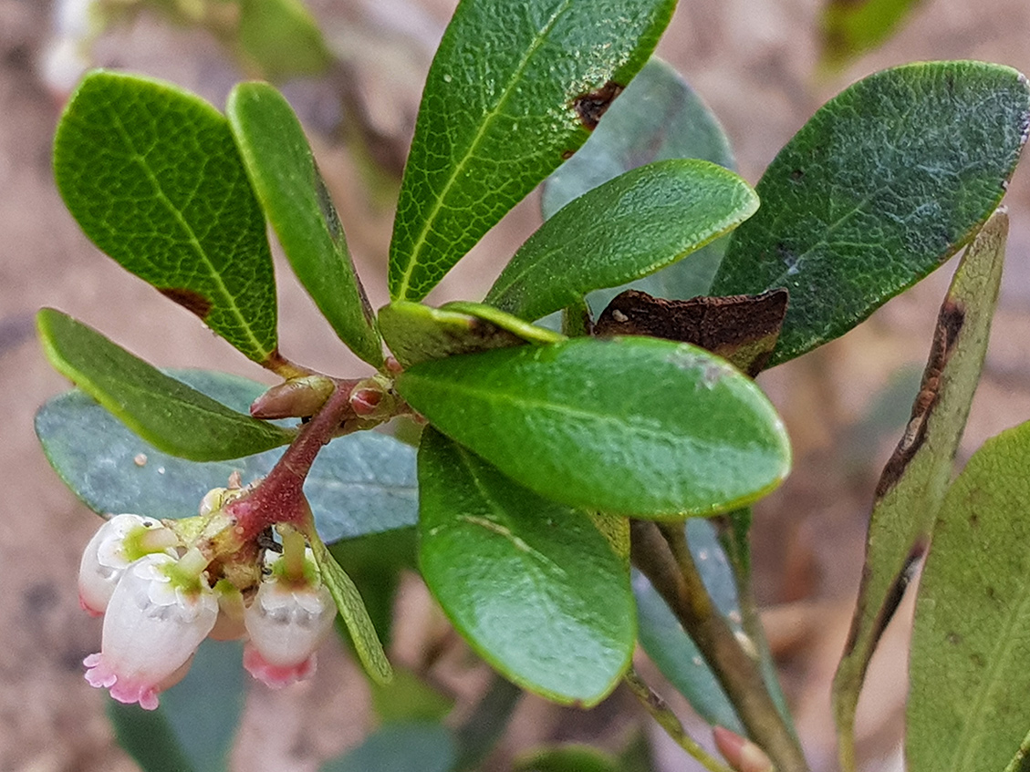 Изображение особи Arctostaphylos uva-ursi.