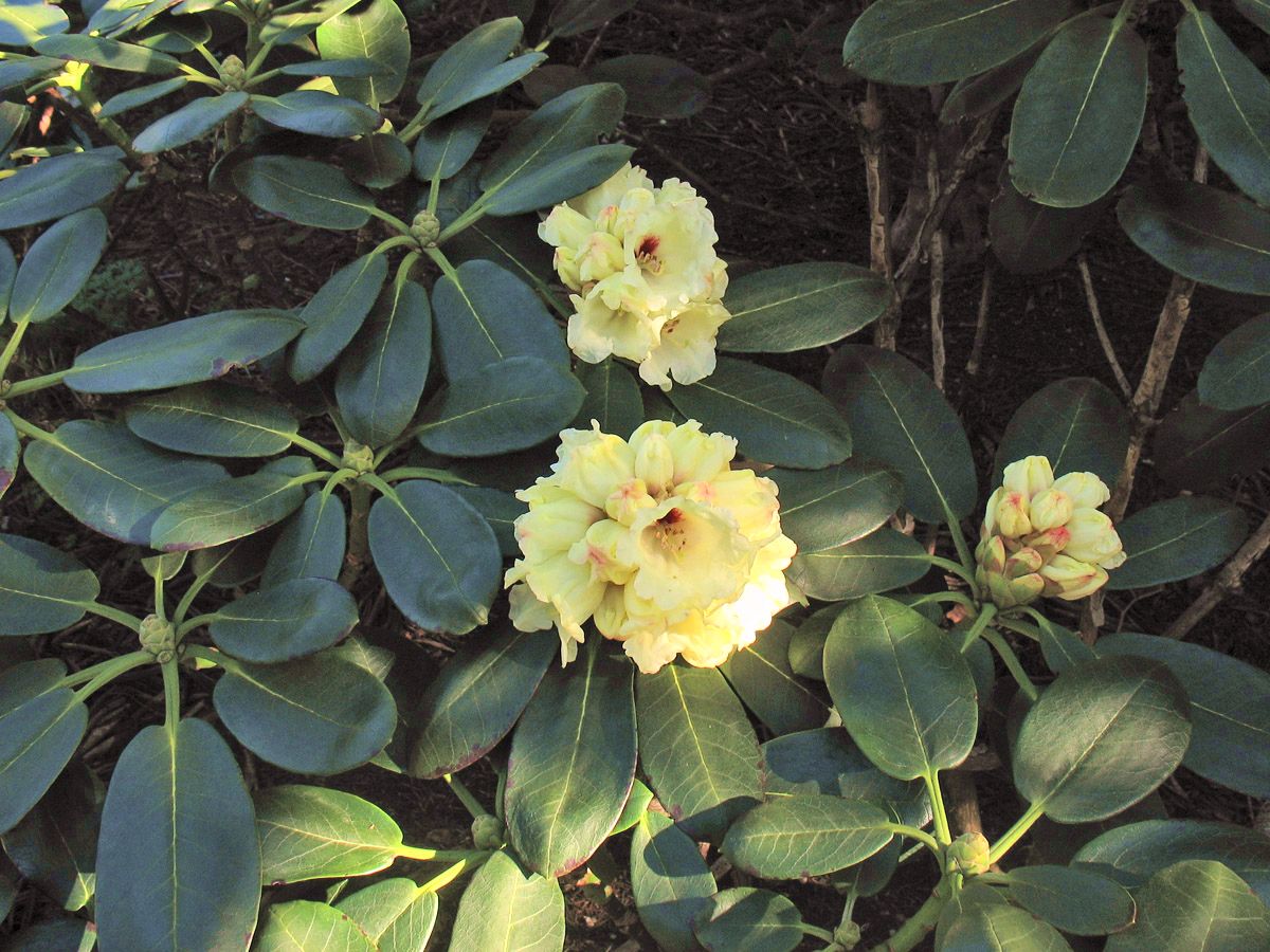 Image of Rhododendron clementinae specimen.