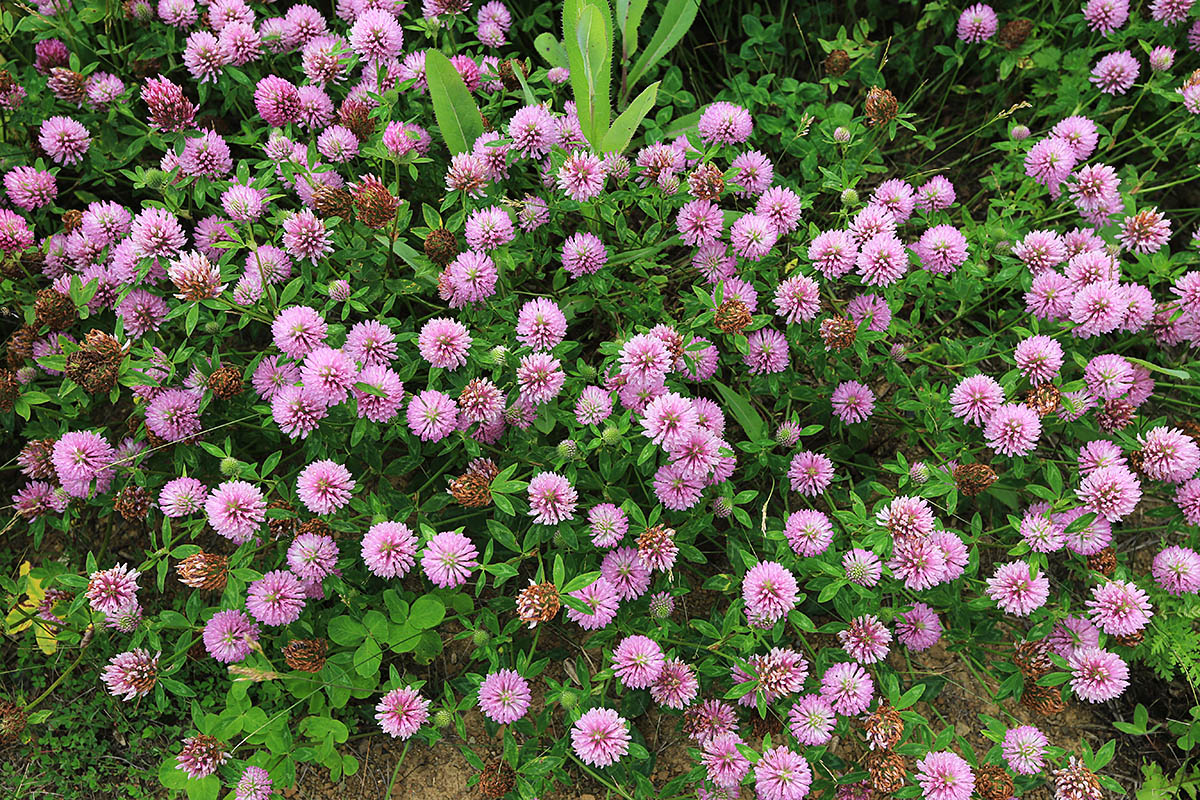 Изображение особи Trifolium pratense.
