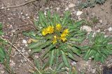 Inula rhizocephala