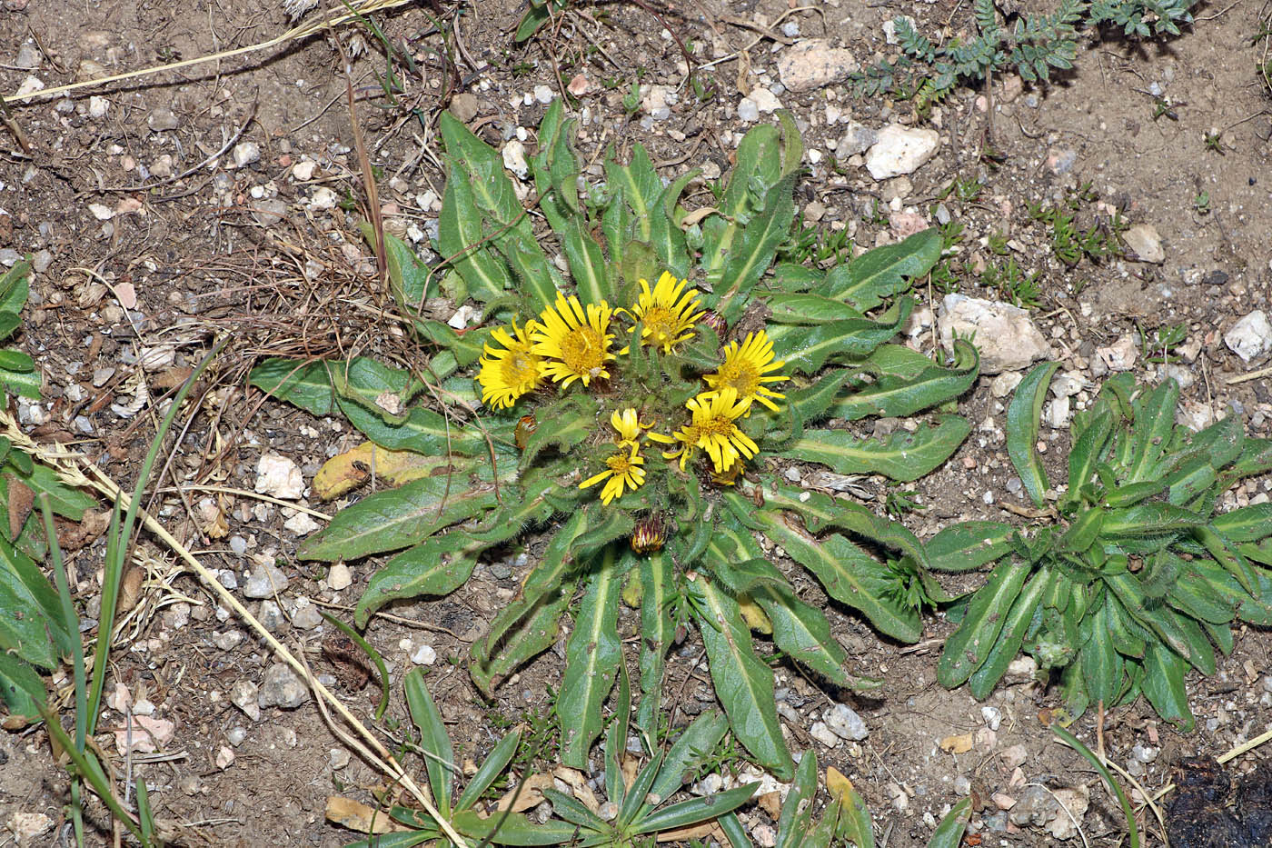 Image of Inula rhizocephala specimen.