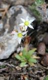 Rosularia alpestris