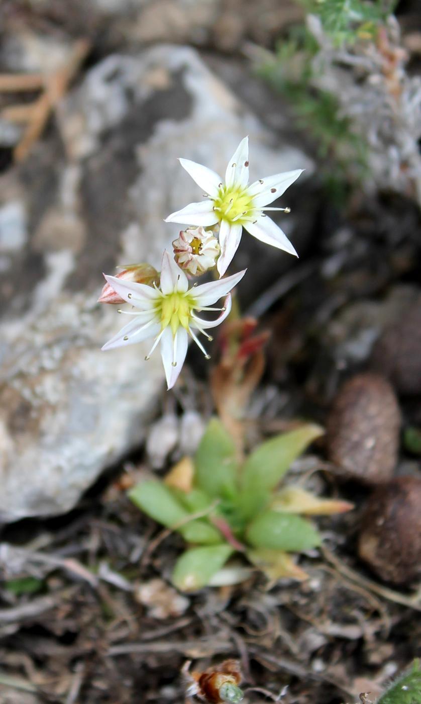 Изображение особи Rosularia alpestris.