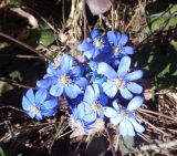 Hepatica nobilis. Цветки. Тверская обл., г. Тверь, Заволжский р-н, Комсомольская роща, елово-сосновый разреженный лес, около тропинки. 26 марта 2020 г.