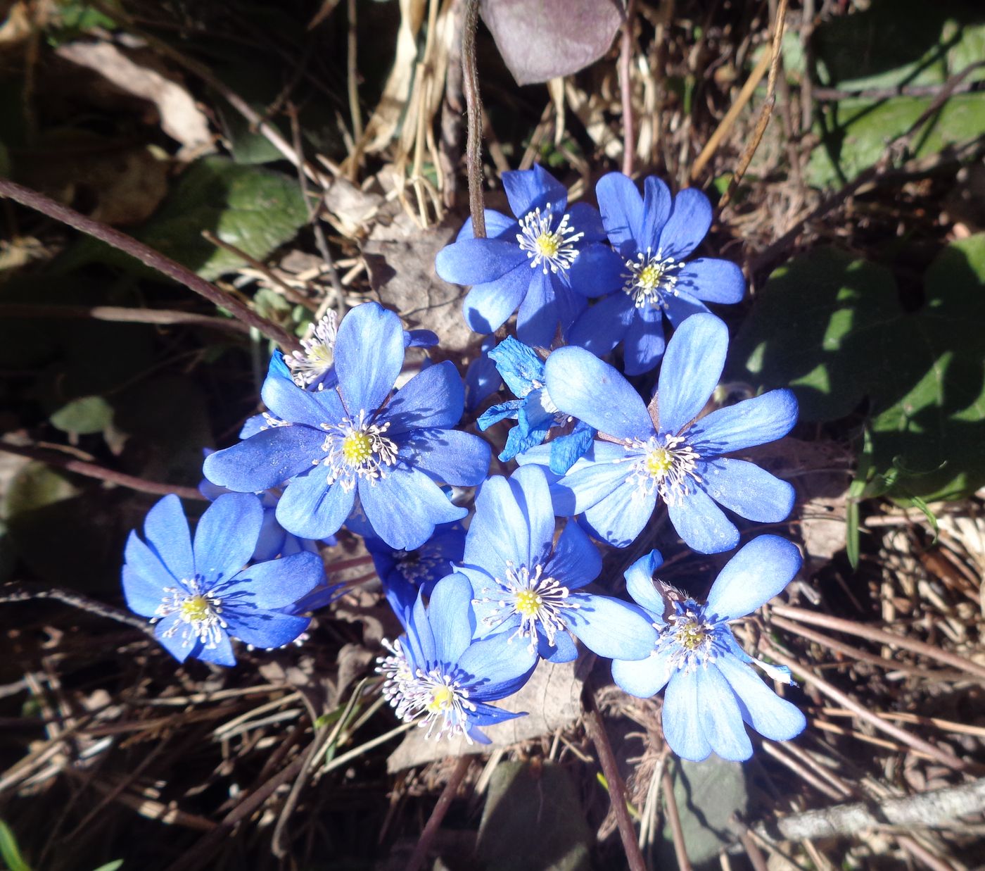 Image of Hepatica nobilis specimen.