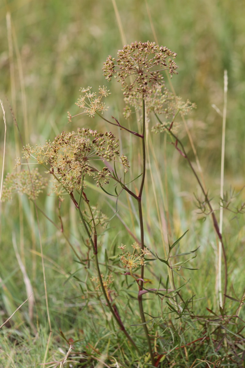 Image of Cenolophium fischeri specimen.