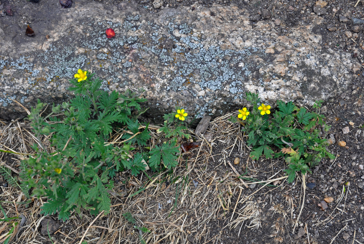 Изображение особи Potentilla approximata.