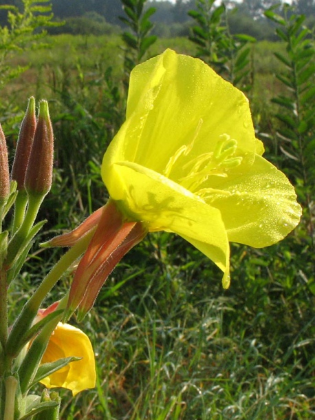 Image of Oenothera coronifera specimen.