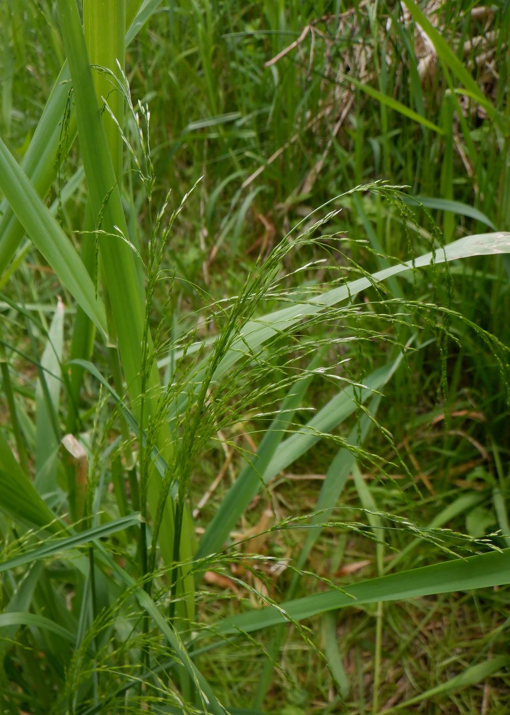 Image of Poa palustris specimen.