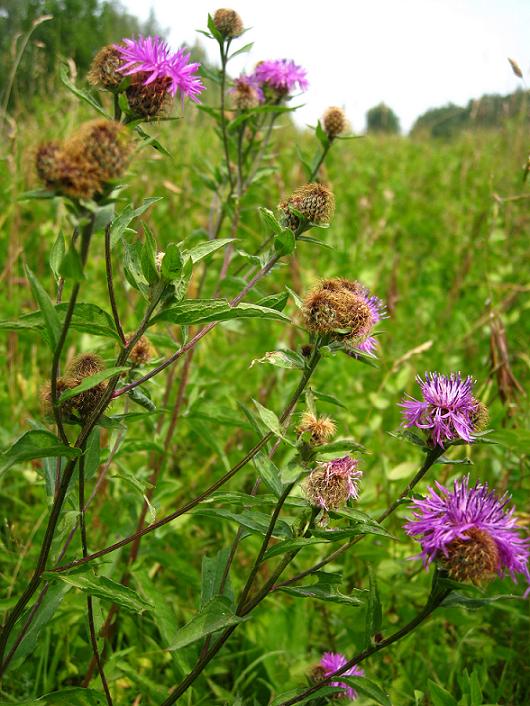 Image of Centaurea pseudophrygia specimen.