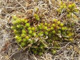 Saxifraga spinulosa