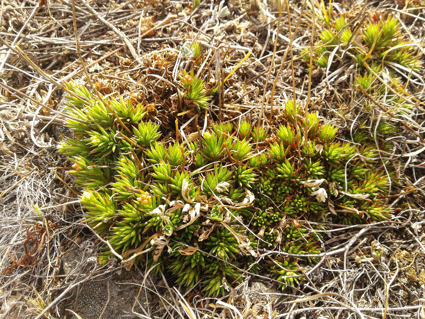 Изображение особи Saxifraga spinulosa.