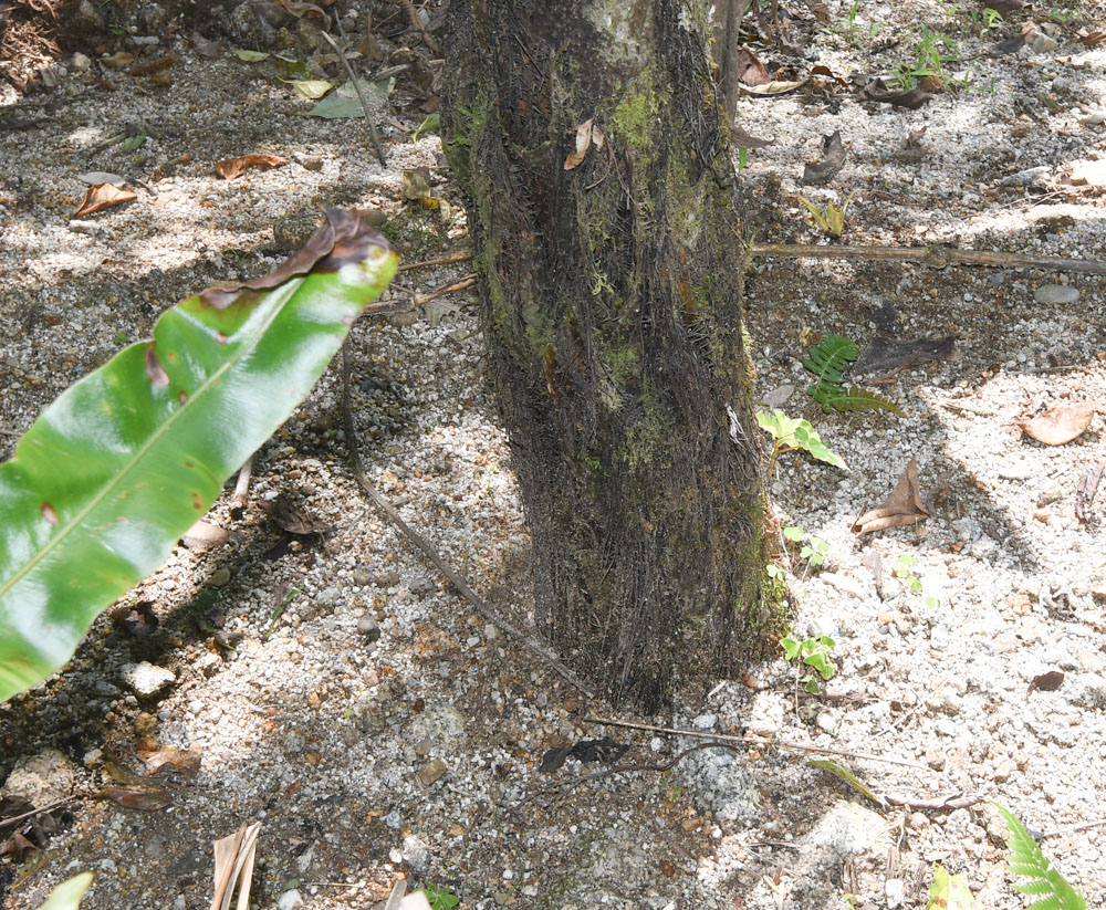 Изображение особи семейство Cyatheaceae.