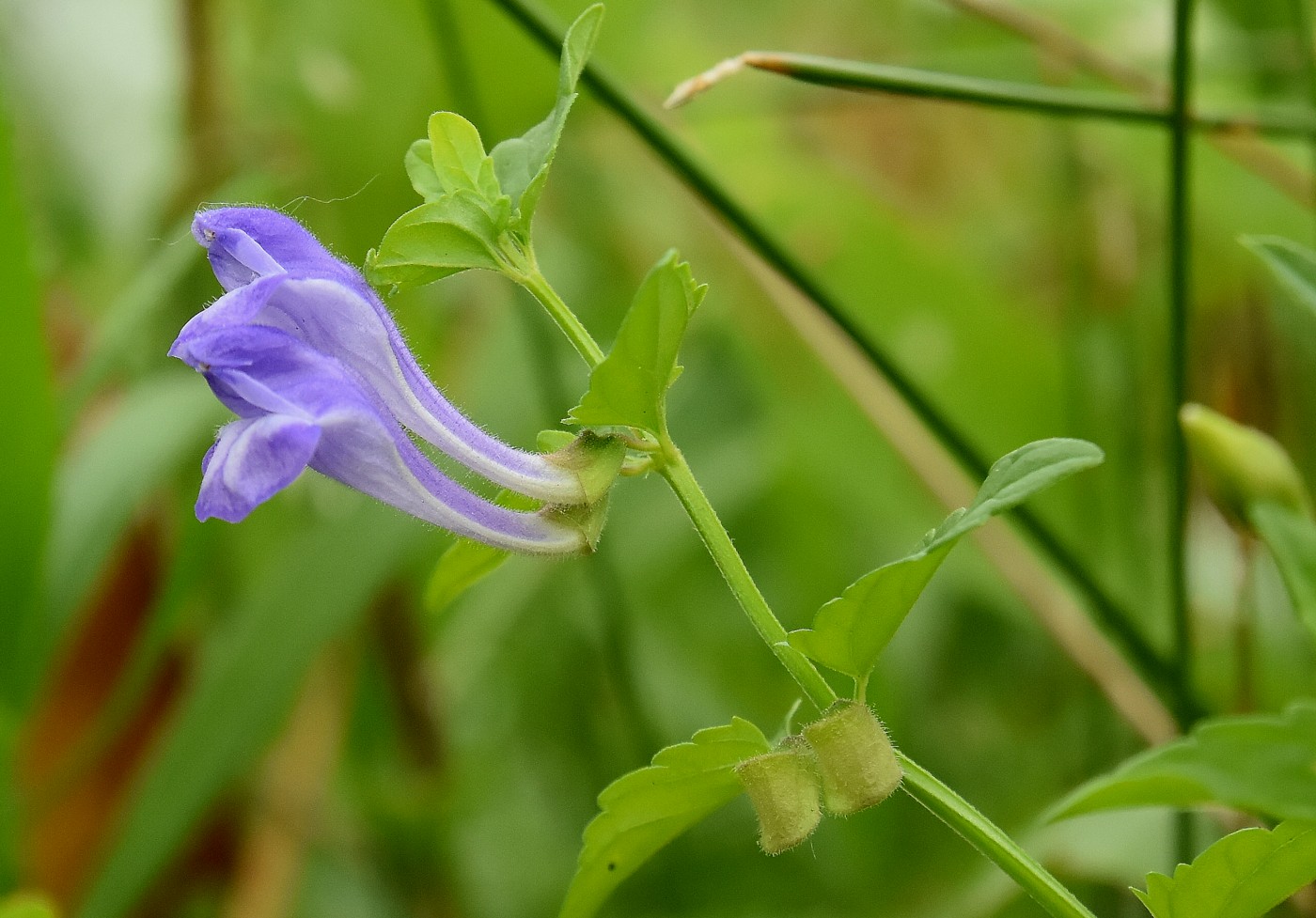 Изображение особи Scutellaria galericulata.