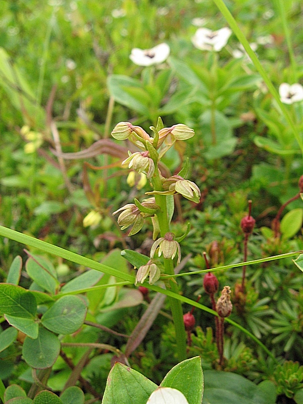 Image of Dactylorhiza viridis specimen.