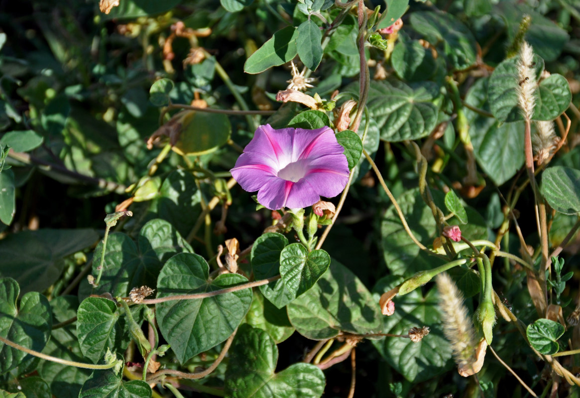 Изображение особи Ipomoea purpurea.