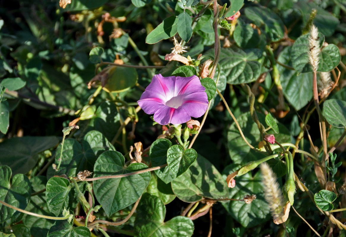 Image of Ipomoea purpurea specimen.