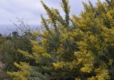 Acacia cultriformis. Часть кроны цветущего растения. Испания, автономное сообщество Каталония, провинция Жирона, комарка Баш-Эмпорда, муниципалитет Палафружель, ботанический сад \"Кап-Роч\". 21.02.2021.