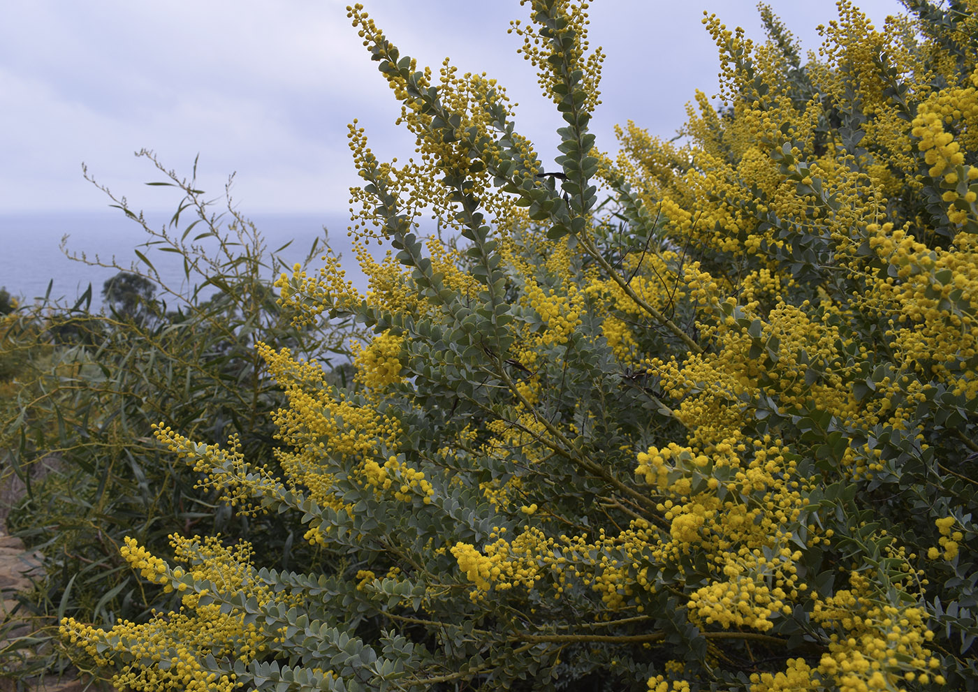 Изображение особи Acacia cultriformis.