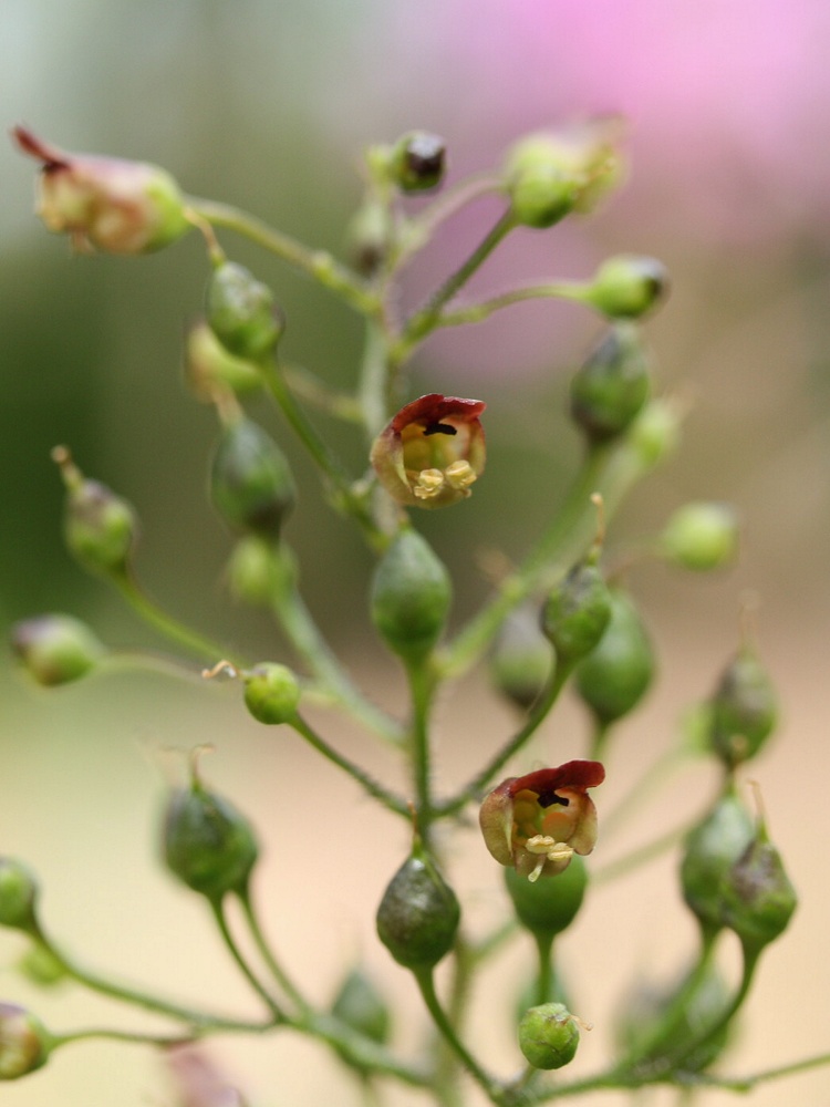 Image of Scrophularia nodosa specimen.