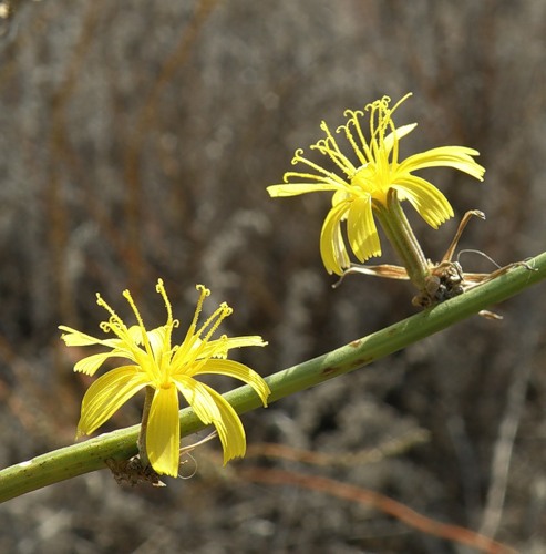 Изображение особи Chondrilla juncea.