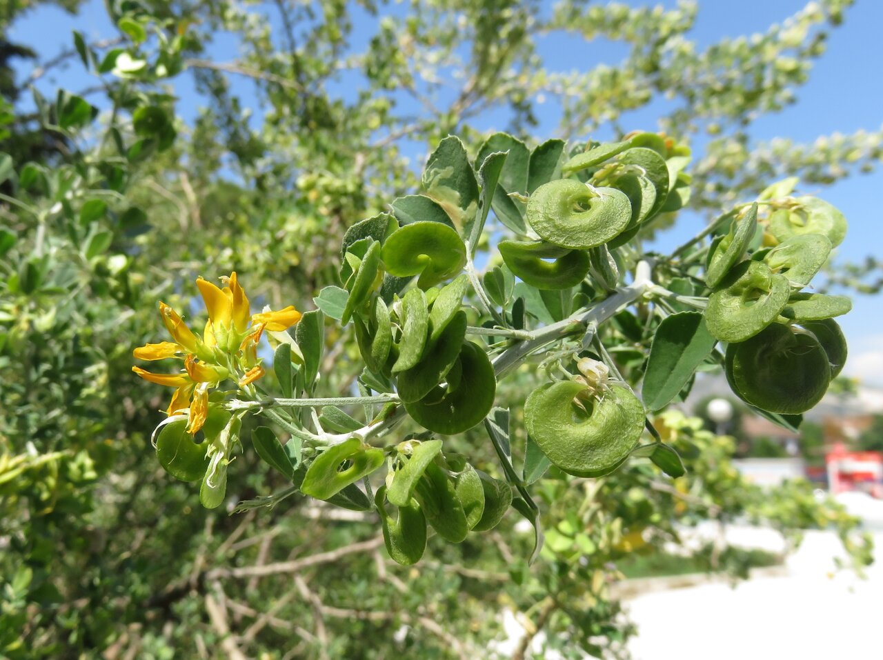 Изображение особи Medicago arborea.