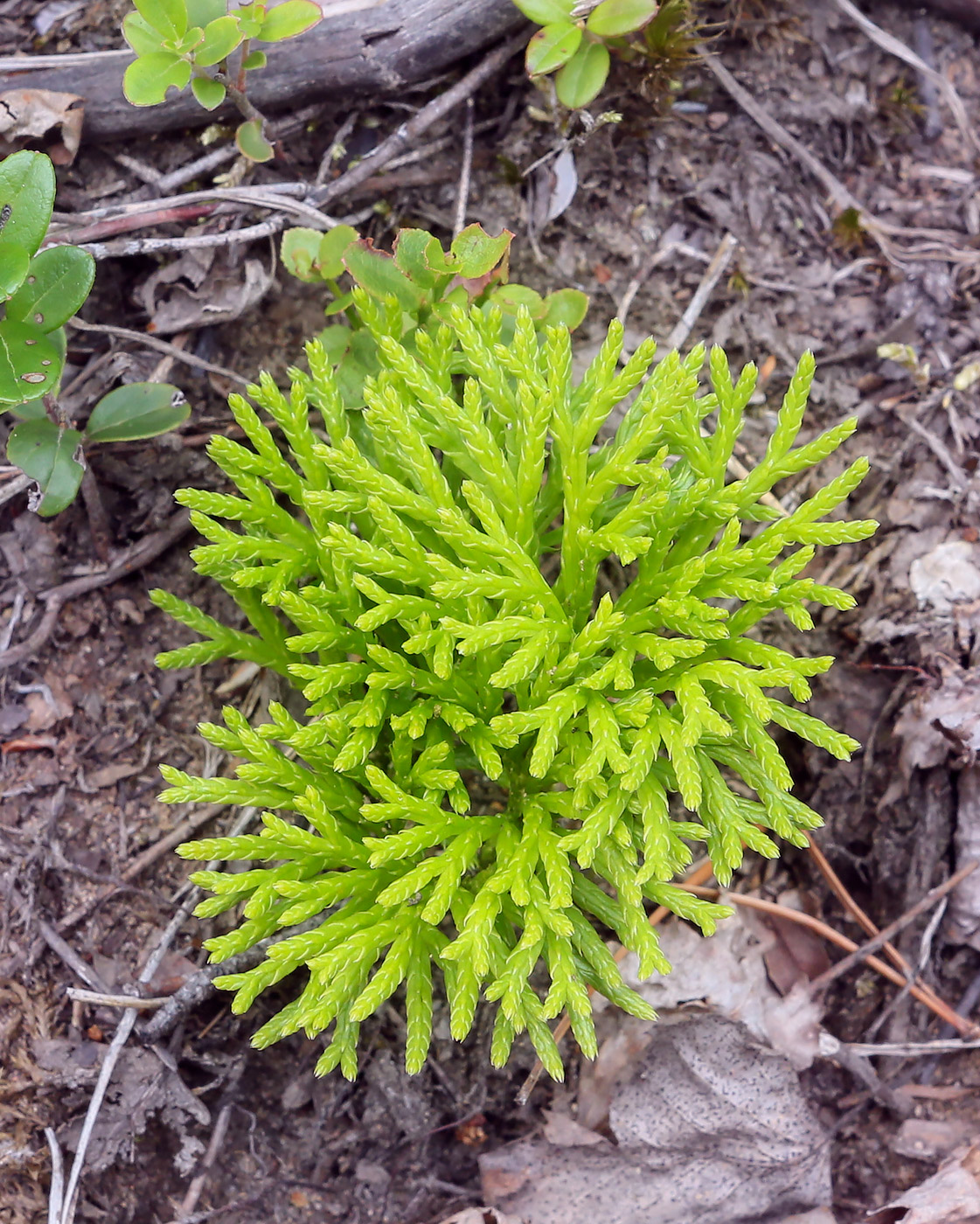 Image of Diphasiastrum complanatum specimen.