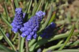 род Muscari